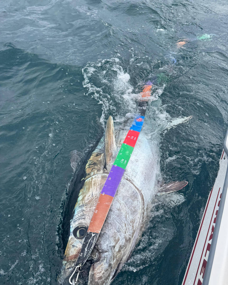 Tuna Gear Tunny Tape measuring a Bluefin Tuna